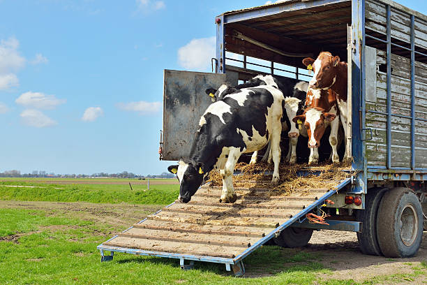 Animal Transport livestock transport of cows to green meadow